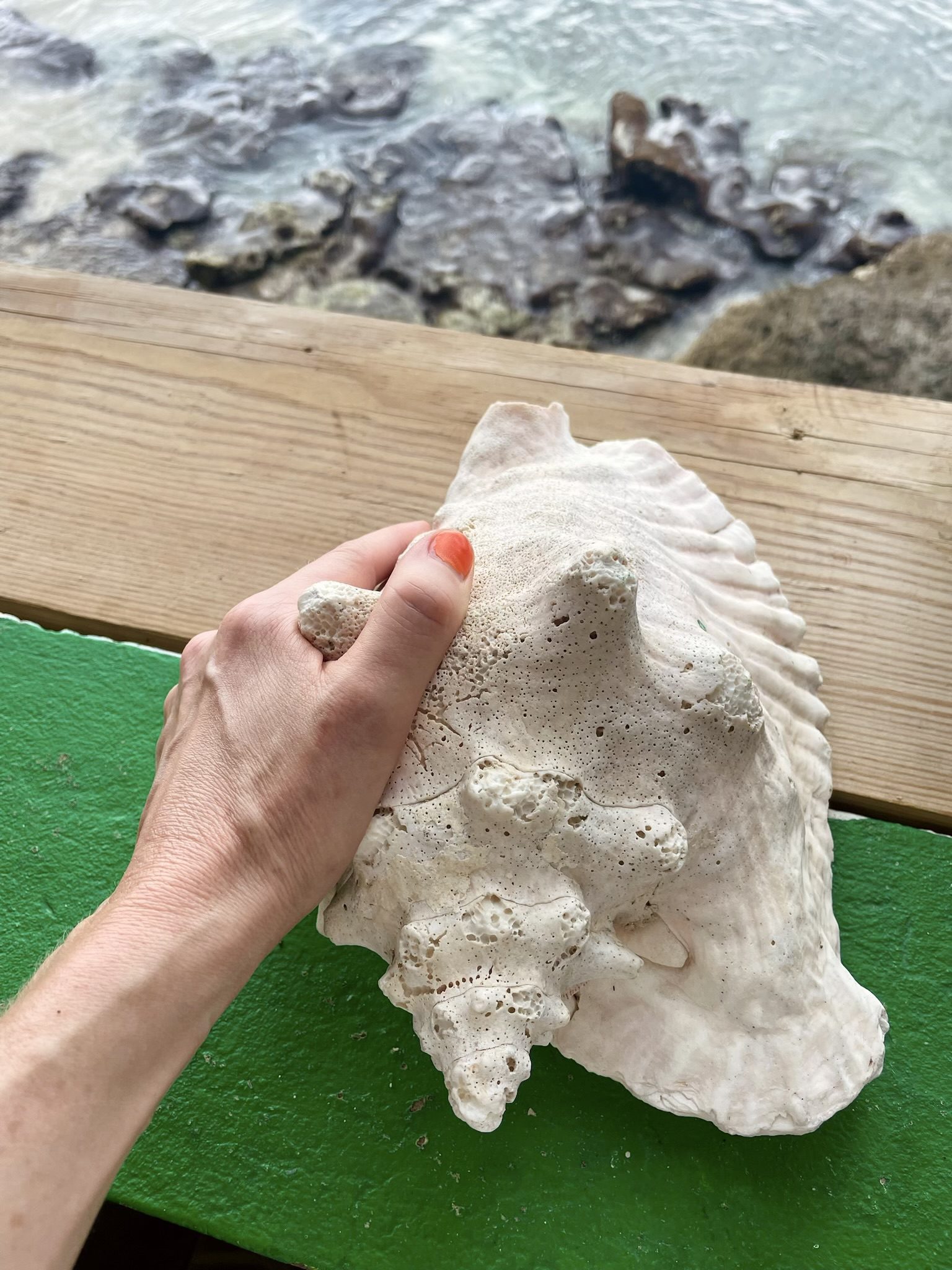 Hand holding a large shell by the ocean - natural elements and Feng Shui energy - Rhizo Home